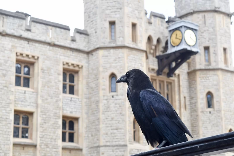 The tower of london legend. Лондонский Тауэр вороны. Вороны в Тауэре в Лондоне. Tower of London вороны.