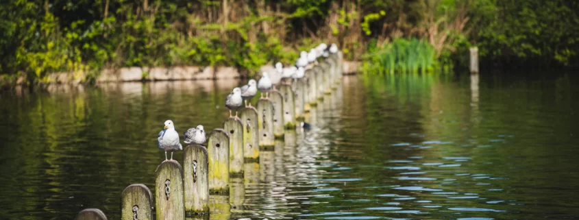 Парки Лондона Парки Лондона