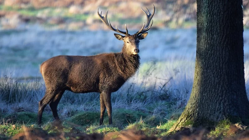 Парки Лондона: Олень в Ричмонд-парке Парки Лондона