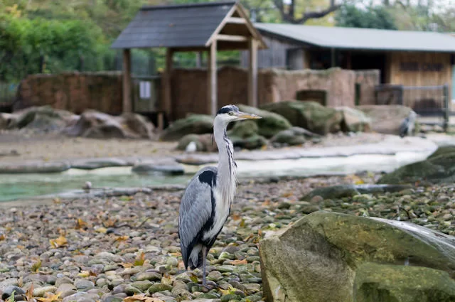Животные Лондонского зоопарка