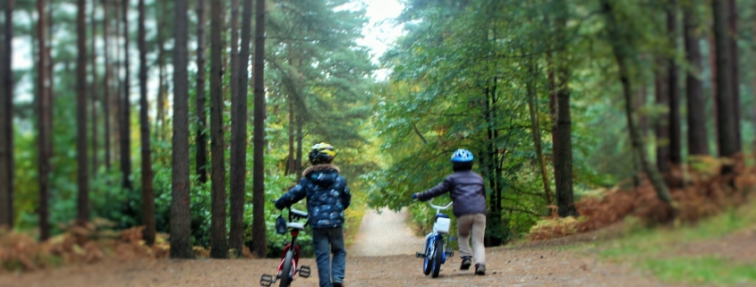 Swinley Forest