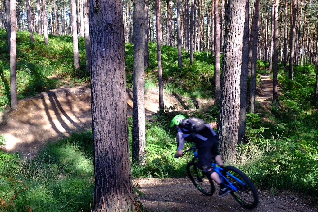 Swinley Forest