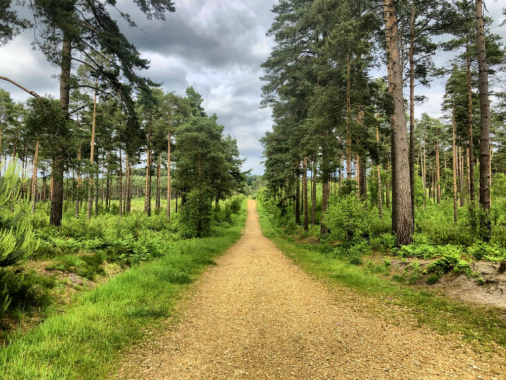 Swinley Forest