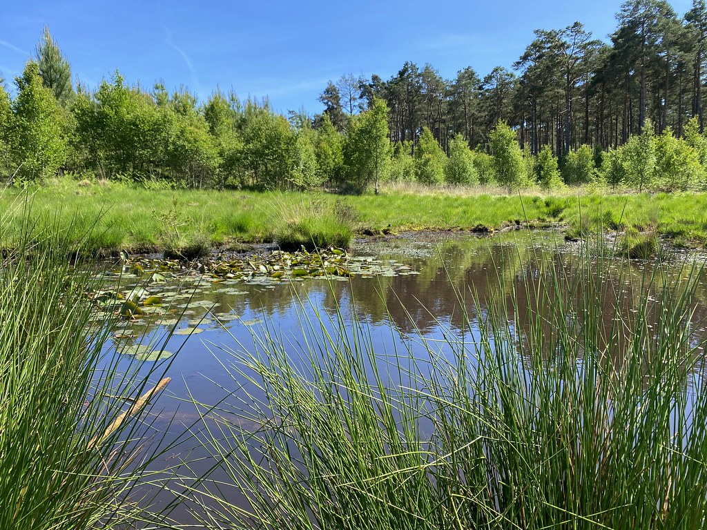 Swinley Forest