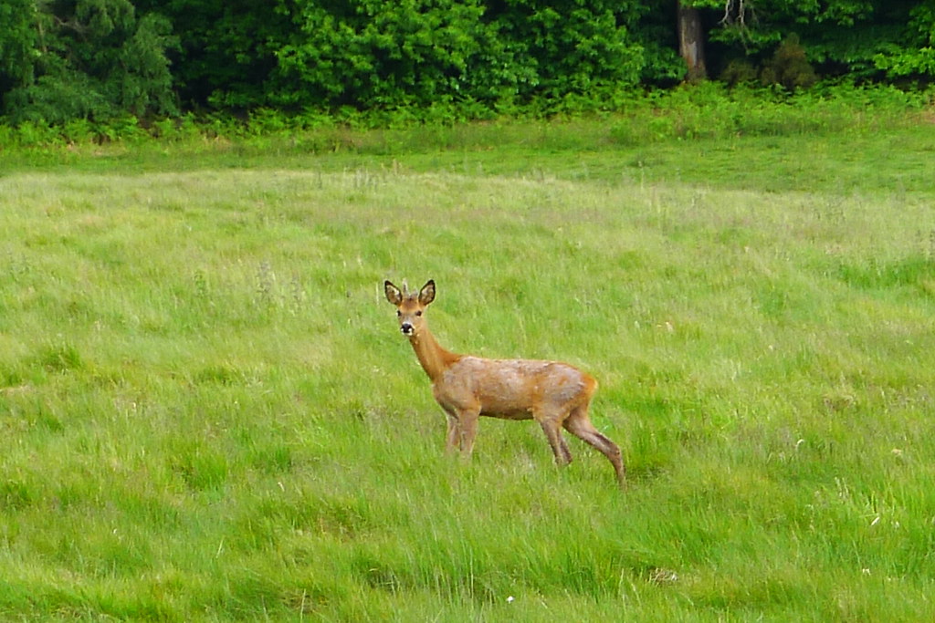 Swinley Forest