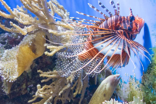 Лондонский аквариум