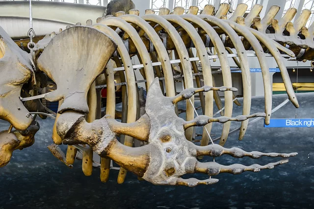 Скелет синего кита