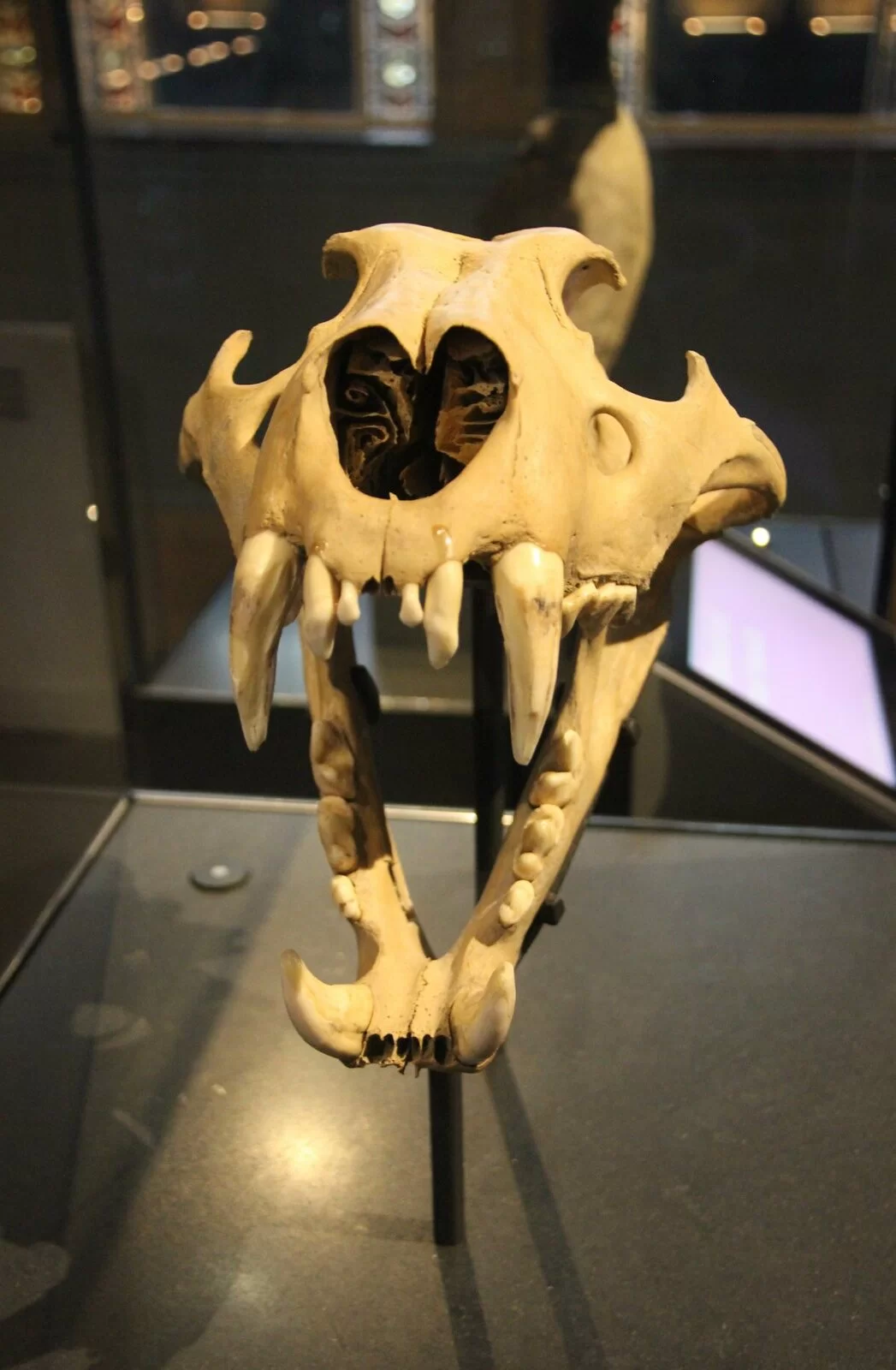 Череп берберийского льва