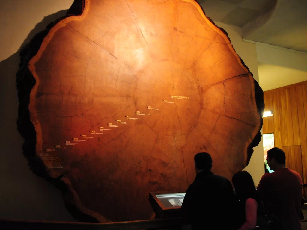 Срез секвойи