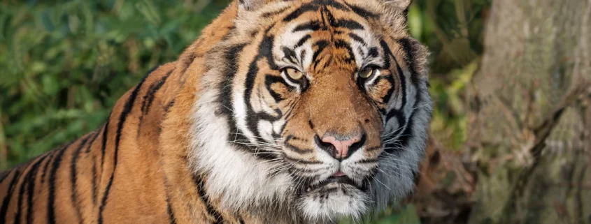 Лондонский зоопарк