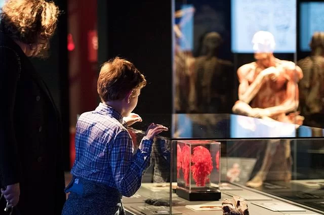 Body Worlds. Фото https://bodyworlds.co.uk/