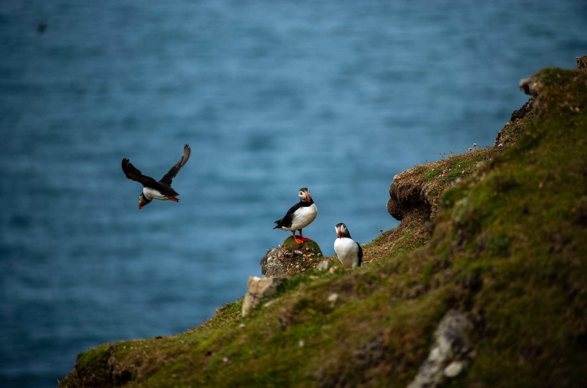 Шетландские острова